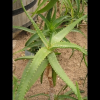 Aloe Camperi (f. Undulata) (fam Asphodelacees) (Afrique tropicale) (02)